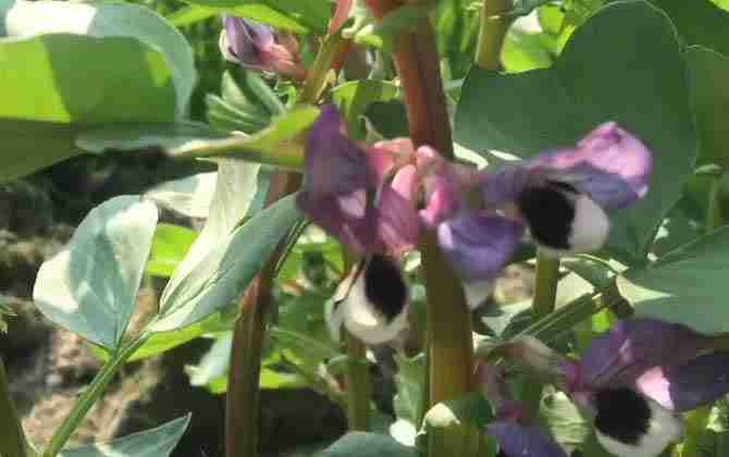 蚕豆是蜜源植物吗(蚕豆是蜜源植物吗为什么)